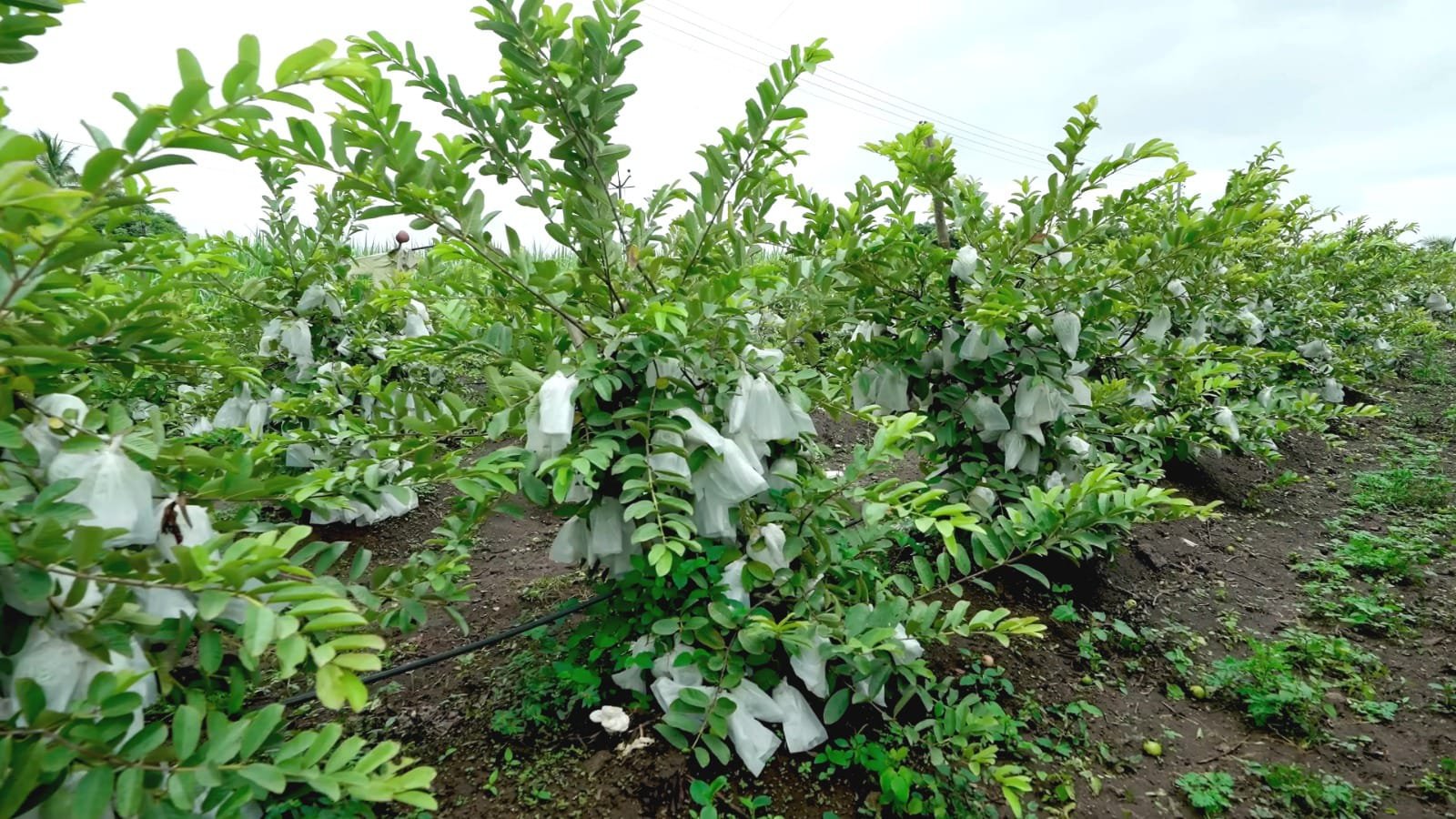 Primary Fruit Cover field installation